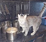 Фото покупателя Кастрюля 18см/2,4л из нержавеющей стали TIMA Fashion с крышкой матовая